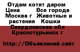 Отдам котят даром › Цена ­ 10 - Все города, Москва г. Животные и растения » Кошки   . Свердловская обл.,Краснотурьинск г.